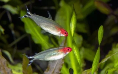 Petitella rhodostoma – Roodneuszalm