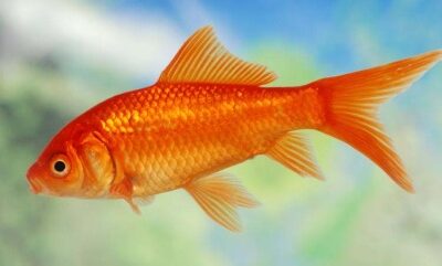 Goudvis (Carassius auratus auratus)