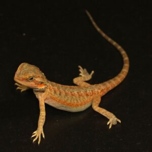 Baardagaam - Pogona vitticeps