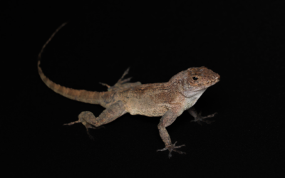 Gekamde Anolis – Anolis cristatellus