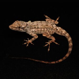 Anguillabankanolis - Anolis gingivinus