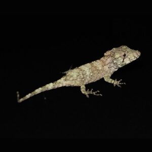 Cubaanse Valse Kameleon - Chamaeleolis barbatus