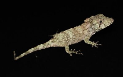 Cubaanse Valse Kameleon – Chamaeleolis barbatus