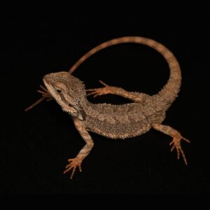 Dwergbaardagaam - Pogona minor