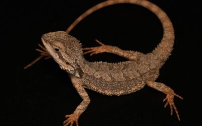 Dwergbaardagaam – Pogona minor