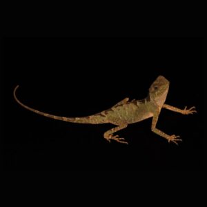 Dwergstekelnekagaam - Acanthosaura lepidogaster