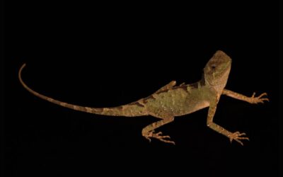 Dwergstekelnekagaam – Acanthosaura lepidogaster