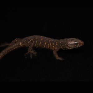 Krokodilhagedis - Lepidophyma flavimaculata