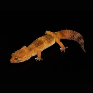 Luipaardgekko - Eublepharis macularius