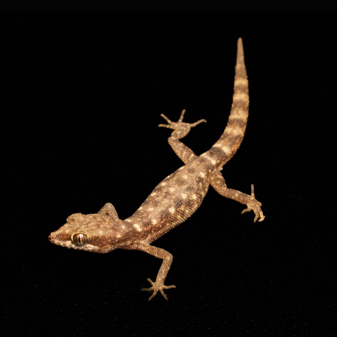Microgekko - Tropiocolotes steudneri