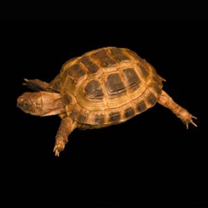 Russische Vierteenschildpad - Testudo horsfieldii