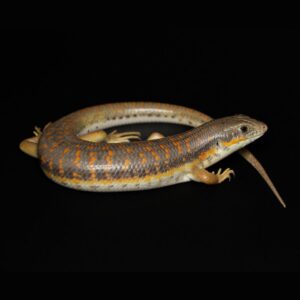 Schneiders Skink - Eumeces schneiderii