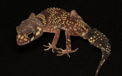 Dikstaartschorsgekko – Underwoodisaurus milii