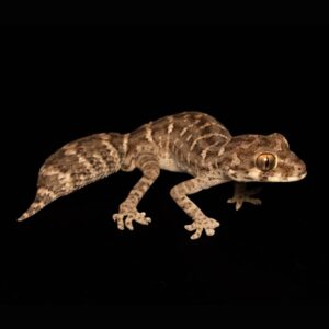 Vipergecko - Hemidactylus imbricatus