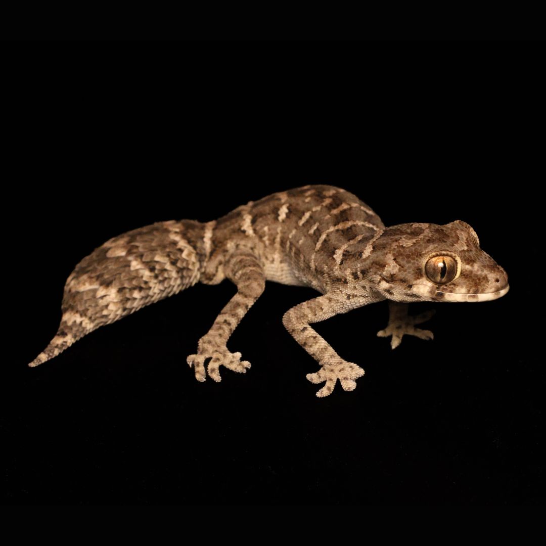 Vipergecko - Hemidactylus imbricatus