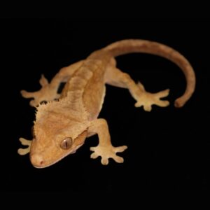 Wimpergekko - Correlophus ciliatus