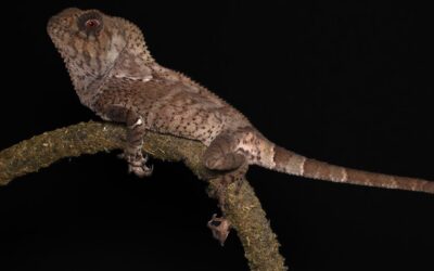 Gladde Helmleguaan – Corytophanes cristatus
