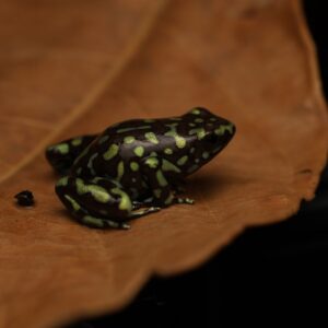 Gouden Gifkikker - Dendrobates auratus “Camouflage”