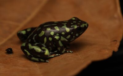 Gouden Gifkikker – Dendrobates auratus “Camouflage”