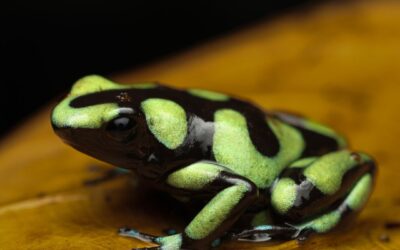 Gouden Gifkikker – Dendrobates auratus “Capurgana”