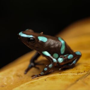 Gouden Gifkikker - Dendrobates auratus “Mebalo”