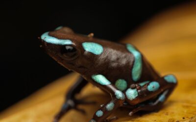 Gouden Gifkikker – Dendrobates auratus “Mebalo”
