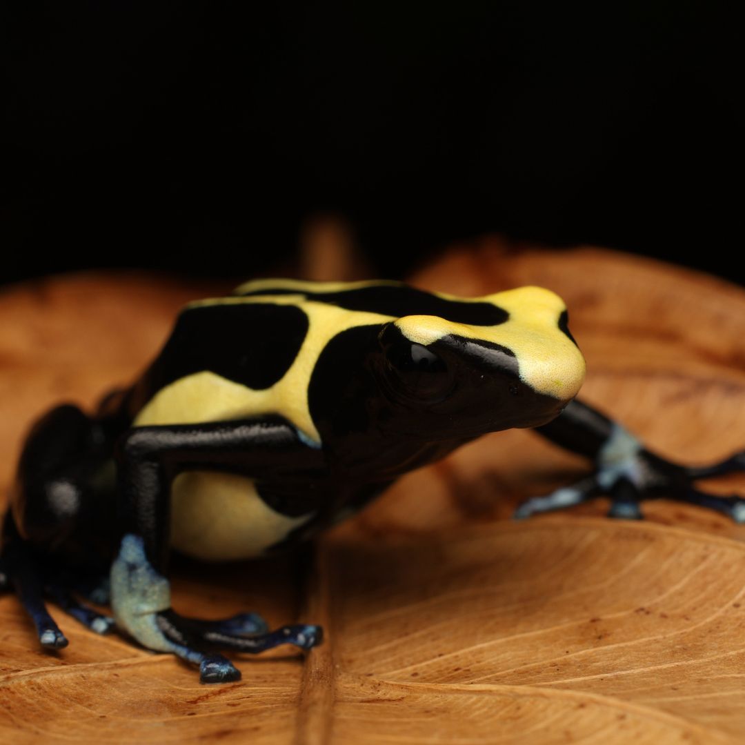 Schilderskikker - Dendrobates tinctorius “Nikita”