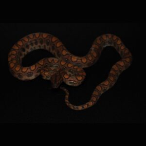 Regenboogboa - Epicrates cenchria cenchria