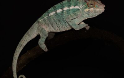 De Panterkameleon – Furcifer pardalis “Nosy Be” man/male