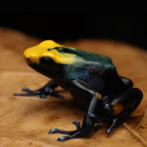 Schilderskikker - Dendrobates tinctorius “Tumucumaque”