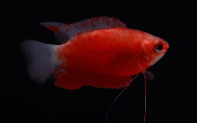 Diklipgourami (Trichogaster labiosa)
