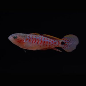 Pauwooggrondel (Tateurndina ocellicauda)