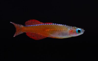 De Rode Dwerg Regenboogvis (Pseudomugil luminatus)