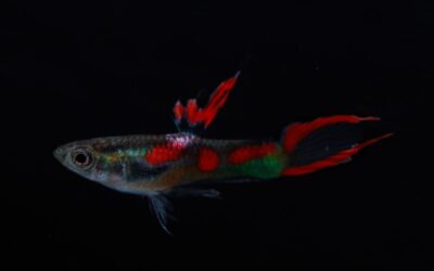 Endler Guppy (Poecilia Wingei)