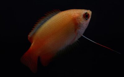 De Honing Gourami Goud