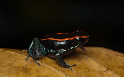 Gestreepte gifkikker – Phyllobates vittatus