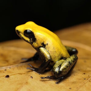 Twee kleurige gifkikker - Phyllobates bicolor