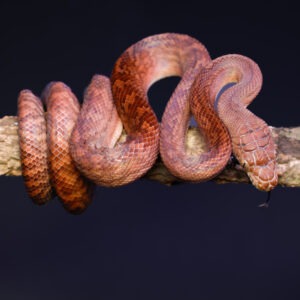 Amethist python - Morelia amethistina "Merauke" koppel