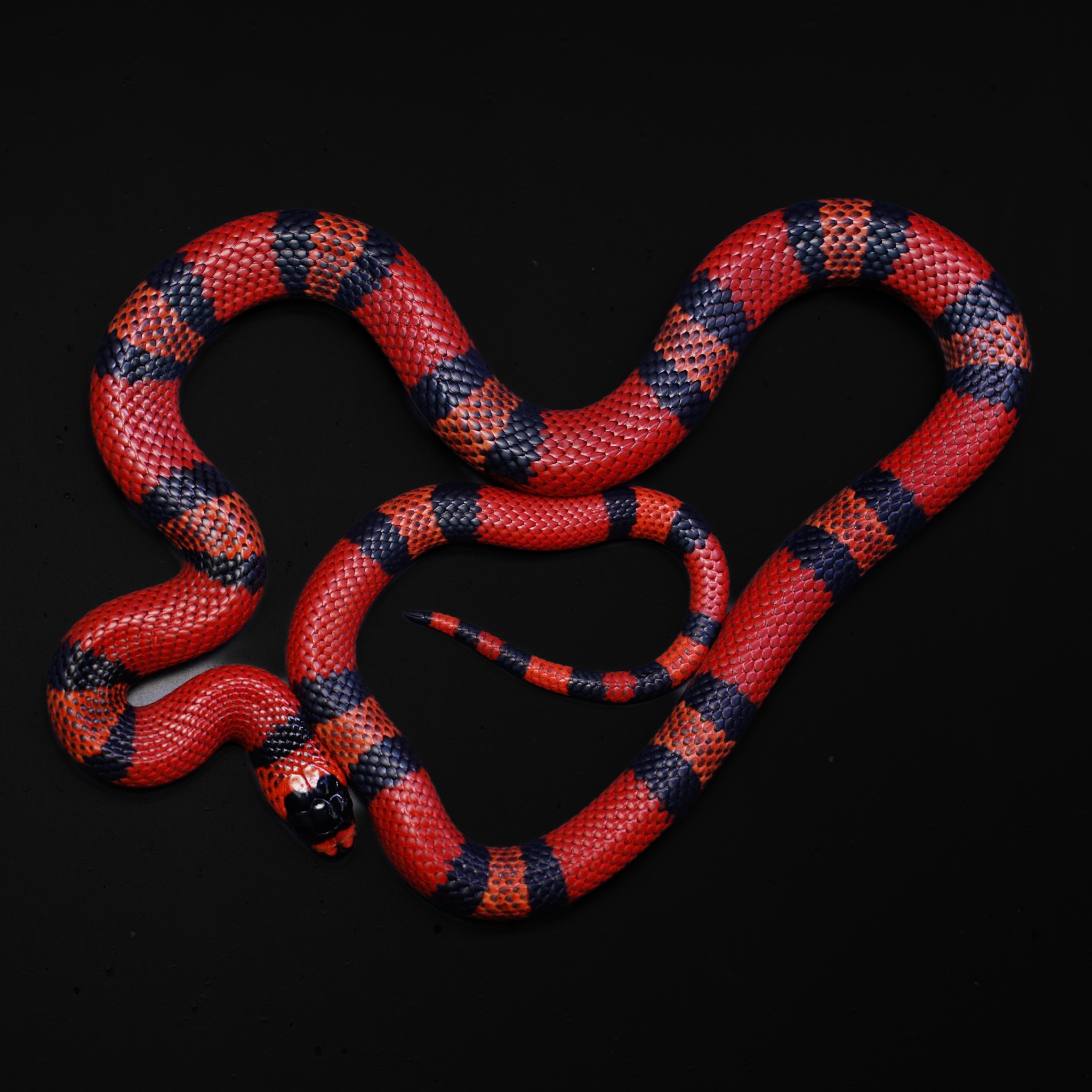 Hondurese melkslang - Lampropeltis triangulum hondurensis