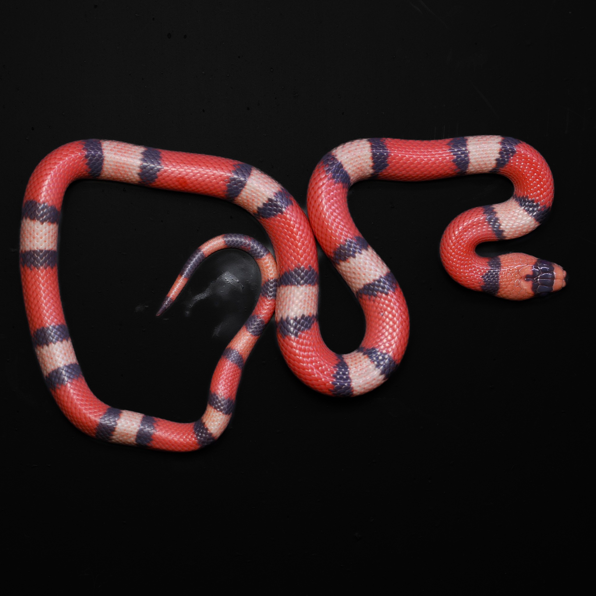 Hondurese melkslang - Lampropeltis triangulum hondurensis