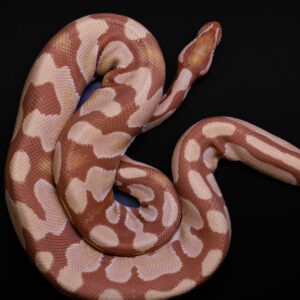 Koningspython - Python regius "Ultramel" man/male