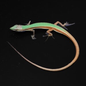Takydromus smaragdinus - Smaragd langstaarthagedis