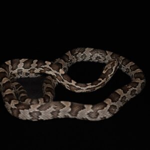 Rode rattenslang - Pantherophis guttatus "Missing red"