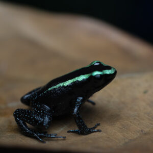 Pijlgifkikker - Phyllobates aurotaenia
