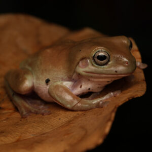 Koraalteenboomkikker - Litoria caerulea