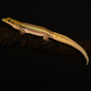 Klemmer's daggekko - Phelsuma klemmeri