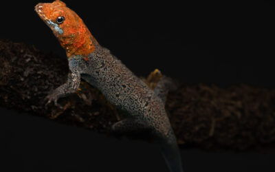 Geelkopdaggekko – Gonatodes albogularis fuscus