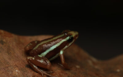 Anthony pijlgifkikker – Epipedobates anthonyi