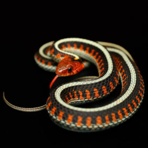 Californische roodflankkousebandslang - Thamnophis sirtalis infernalis