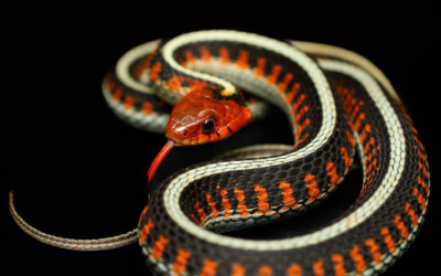 Californische roodflankkousebandslang – Thamnophis sirtalis infernalis